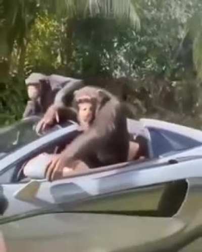 Monke vrum