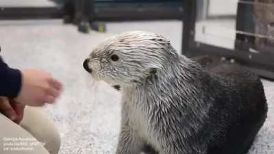Smooth otterator