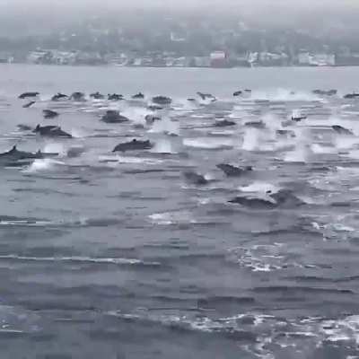 Dolphins jumping at Laguna beach, California
