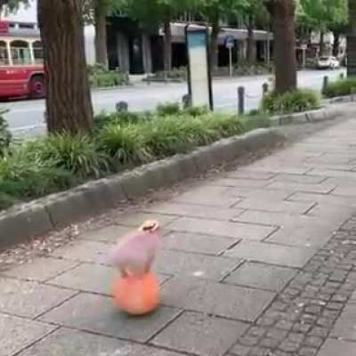 Blursed Pig