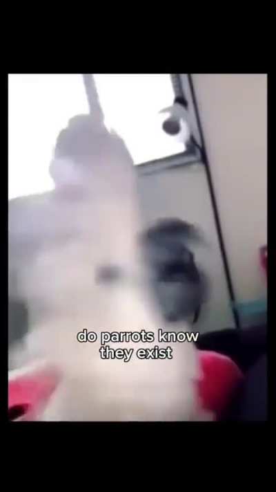 parot