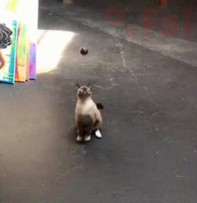 Cat Reflexes