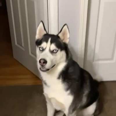 My boy Koda demands food every night. It&rsquo;s like having a conversation with a child.