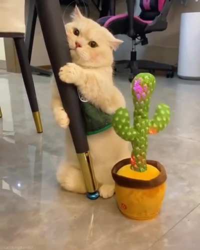 911: What&rsquo;s your emergency? Cat: Rescue me from this shit