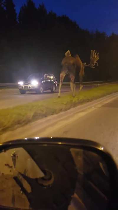 Moose are reasonably big
