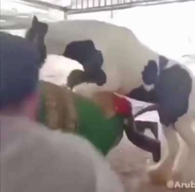 Pedra gardaş ga&ccedil; kurtar kendini (NSFW)