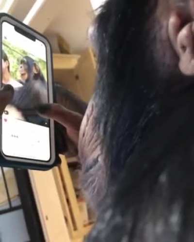 We are all chimps!!!