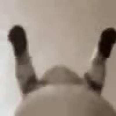 my cat (he is rapping)