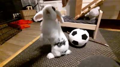 Tyrannosaurus Bun
