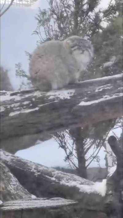 Pallas Cats are well adapted to cold weather, our boy here doesn't seem bothered at all