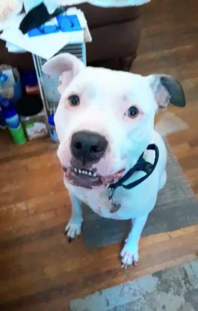 Rocky Rockstar 🌟 smiling and slo-mo barking!