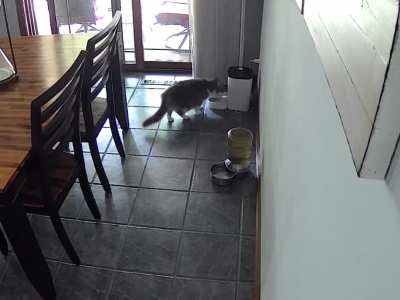 Our cat is still getting used to the automated feeder
