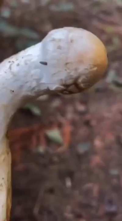 hmm