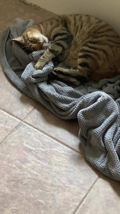 Towel doesn&rsquo;t know what hit it