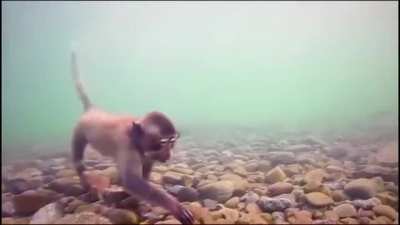 Sea monkeys