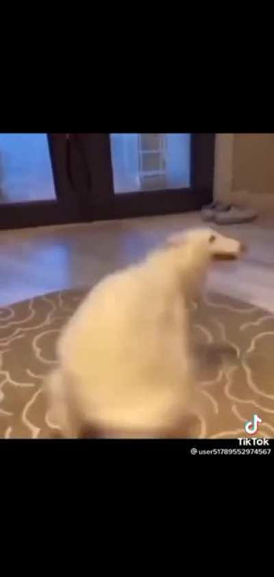 wtf