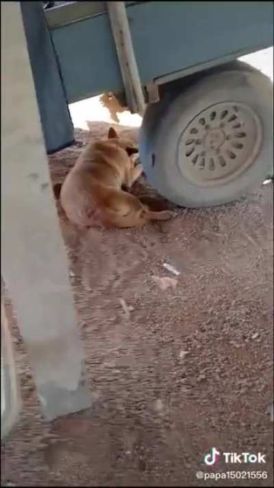Hi doggie!