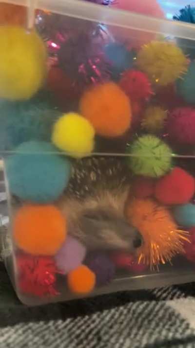 Taking a nap in his burrow box 🥺