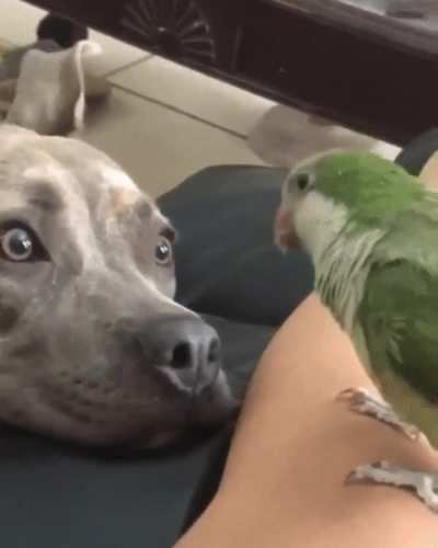 Beak boop..