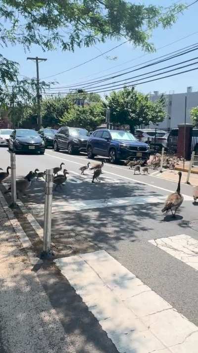 More geese videos!!