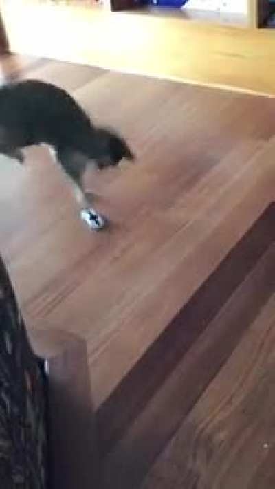RC Car vs Kitten