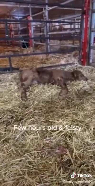 Happy to be born
