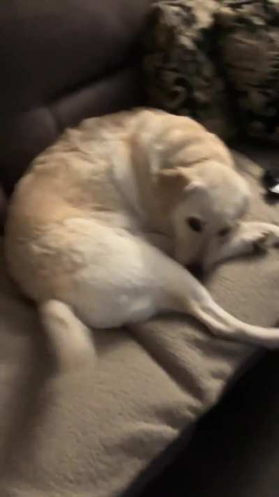 Look at her tail go as I step closer &amp;amp; stop as I stop 🥺