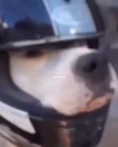 Perro motociclon 😎