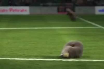 Marmot Olympic Games