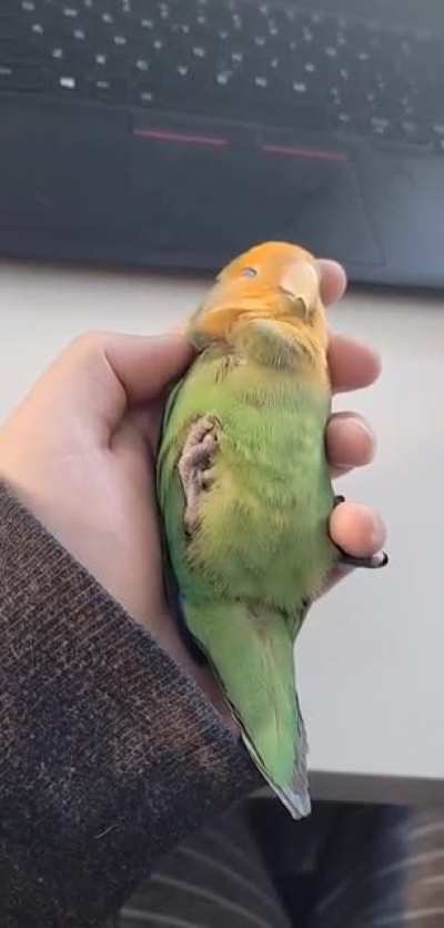 Quick snooze in between parties