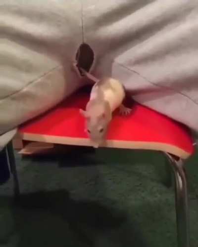 Ratatouille Secret Ingredient