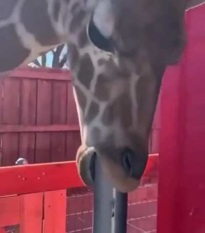 Even a giraffe knows&hellip;