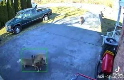 Abrupt deer parkour