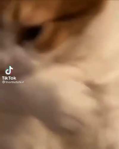 D&uuml;n gece 3 post attım bu kedi son olsun