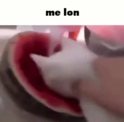 Epic cat