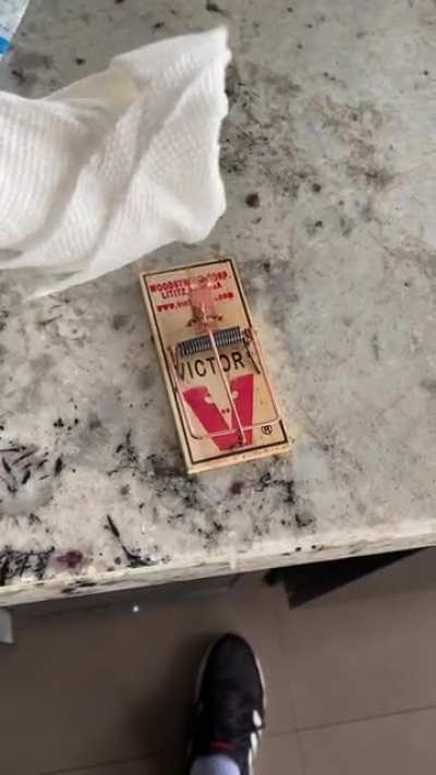 My first time ever handling a mouse trap.