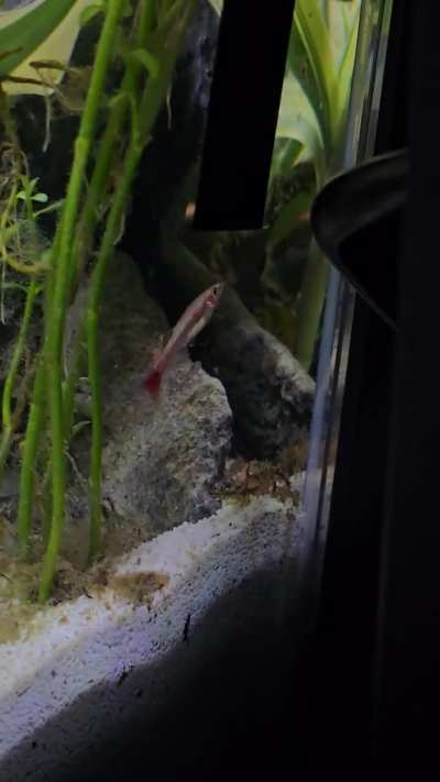 does his guy have Swim bladder issues??