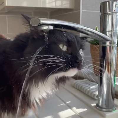 Kylo still hasn&rsquo;t quite got the hang of drinking from the tap