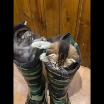 Юность котов маркиза де Карабаса 👢👢