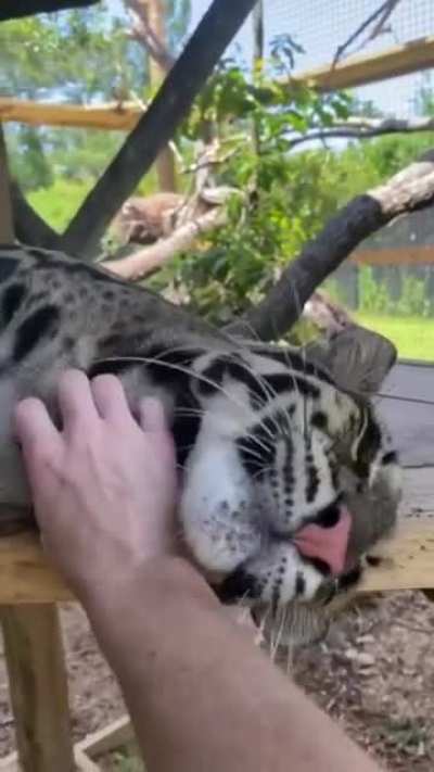 Дымчатый леопард