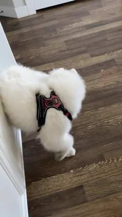 Such a dog