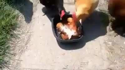 cursed_cannibalism