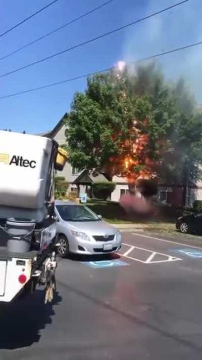 This burning tree
