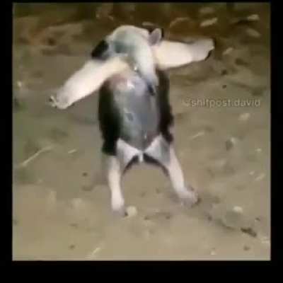 tamandu&aacute; bandeira tamb&eacute;m faz parte dos animais fazendo merda &amp;gt;:(