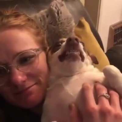 Doggo