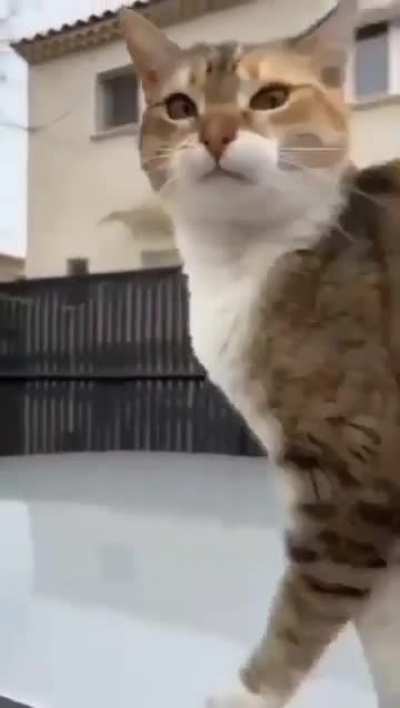 kitty on a car