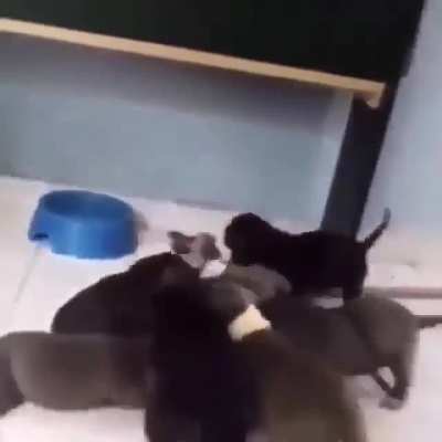 CaT bEiNg EaTeN aLiVe
