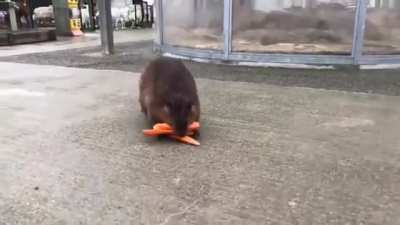 Greedy Beaver