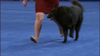 Kyllian Genzmer (National Dog Show 2023)
