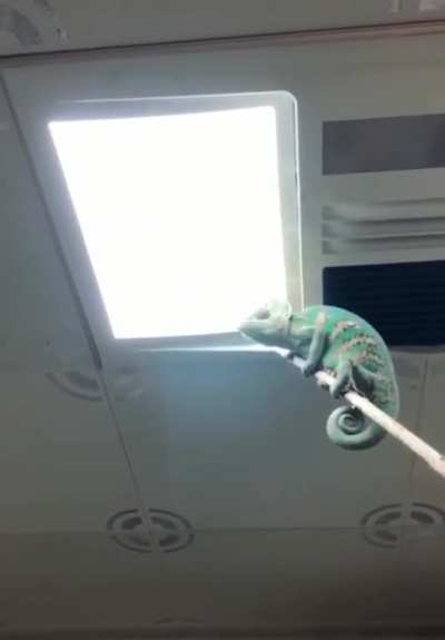 Perfect fly swatter